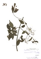 藏品(高山莢蒾)的圖片